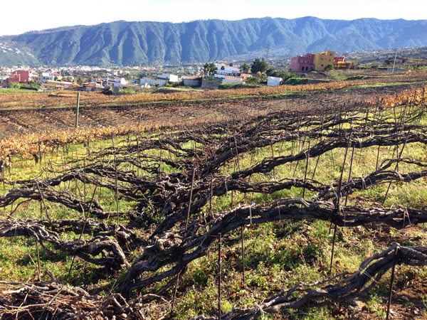 Viñedos de conducción trenzada o cordón múltiple. Fuente: Suertes del Marqués