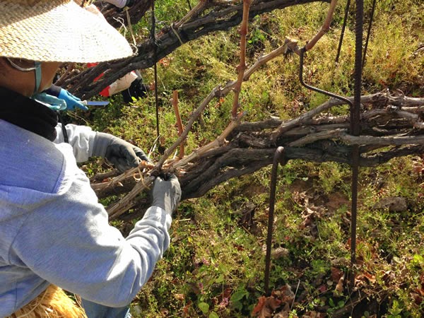 Trabajos de viticultura sobre los viñedos de conducción trenzada cordón múltiple. Fuente: Suertes del Marqués