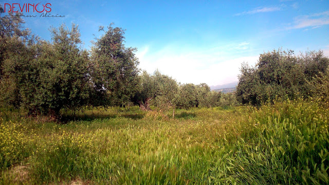 livo de la variedad Picual, cultivo ecológico propiedad de Cortijo Spiritu Santo. Fuente: Devinos con Alicia