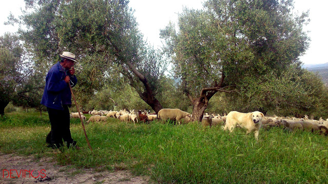 Ganado bovino local pastando en propiedad de Cortijo Spiritu Santo. Fuente: Devinos con Alicia