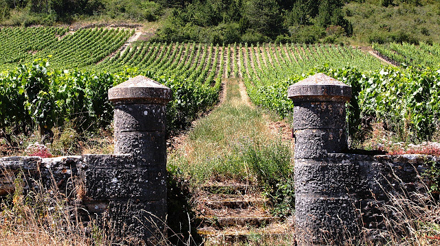 Viñedo de la Borgoña.