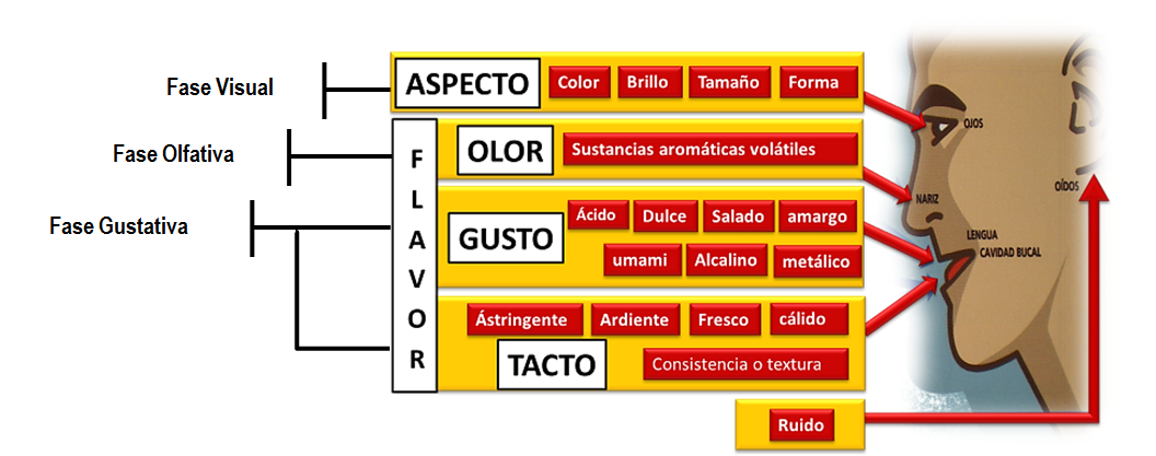 Las fases de la cata