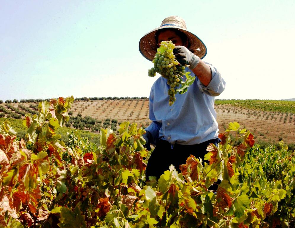 Vendimia en D.O. Montilla - Moriles. Copyright: Bodegas La Aurora