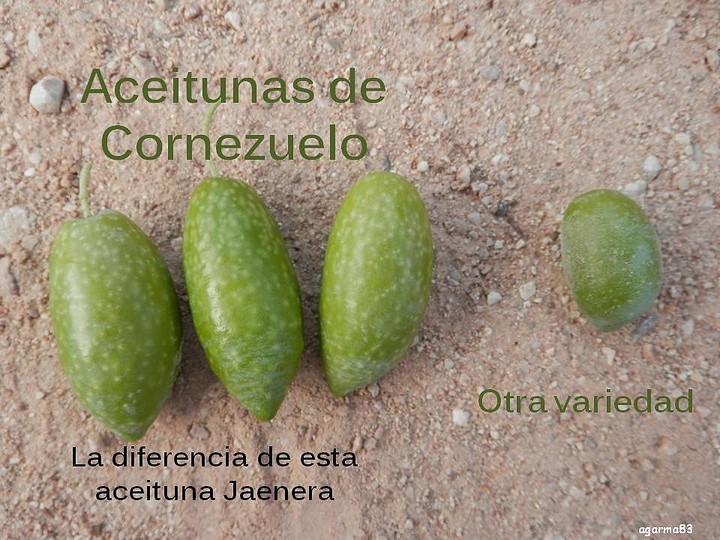 Diferencias entre aceitunas de cornezuelo y otra variedad. Copyright: photos.eltiempo.es