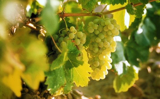 Variedad verdejo. Copyright: nuevoshorizontes.granfeudo.com