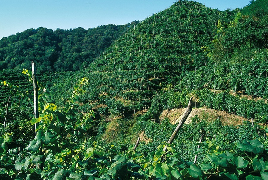 Viñedos de Ruggeri en Valdobbiadene DOCG Prosecco. Extraida de www.ruggeri.it