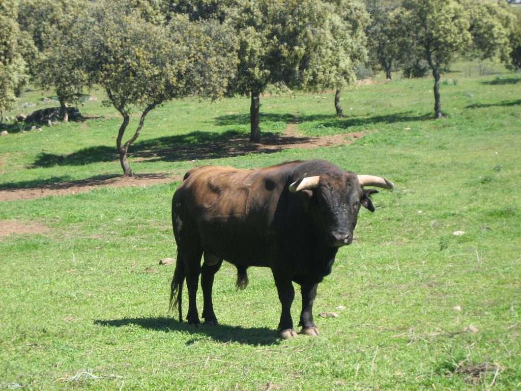 Toro cuatreño para corrida de toros. Fotografía de Julio Fernández Sanz. Copyright: MAPAMA