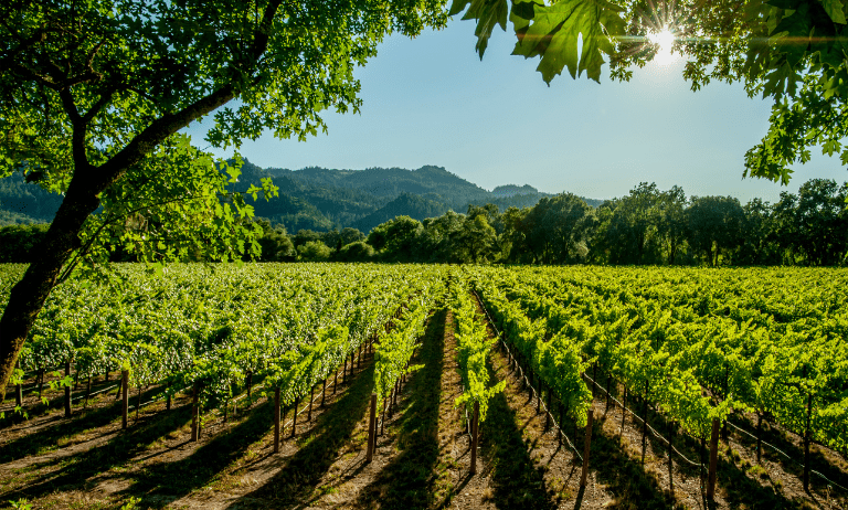 Viñedo sostenible