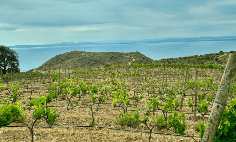 Descubre la magia de los viñedos del Empordà mientras contemplas la impresionante bahía de Roses. Sumérgete en una experiencia única de enoturismo en este paraíso vinícola de la Costa Brava.