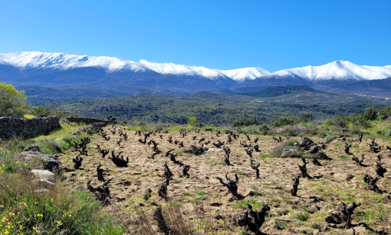 Adéntrate en la serenidad y la grandeza de los viñedos de la DO Cebreros, con la espectacular Sierra de Gredos cubierta de nieve como telón de fondo. Déjate cautivar por la belleza natural de este paisaje único mientras exploras la esencia y la tradición vinícola que se entrelazan en cada rincón de esta región vinícola emblemática.